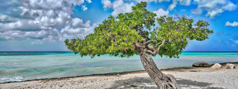 Aruba