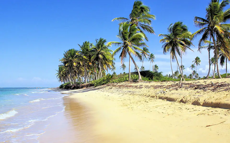 La orilla de Bávaro: el agua entrando sobre la arena dorada y una hilera larga de cocoteros siguiendo la costa